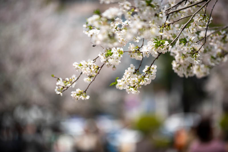 樱花绽放枝头图片