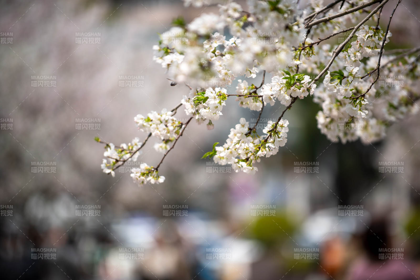 樱花绽放枝头图片