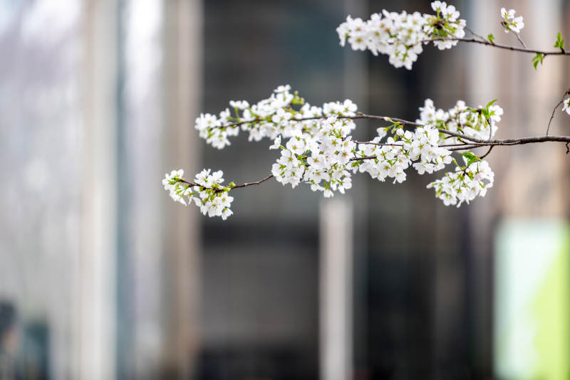 樱花绽放枝头图片