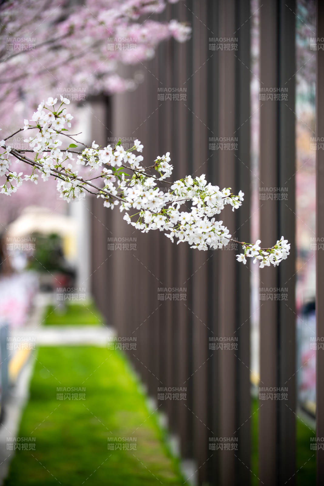 樱花绽放春意浓图片