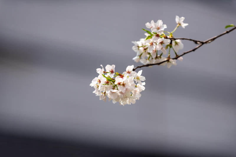 樱花绽放枝头图片