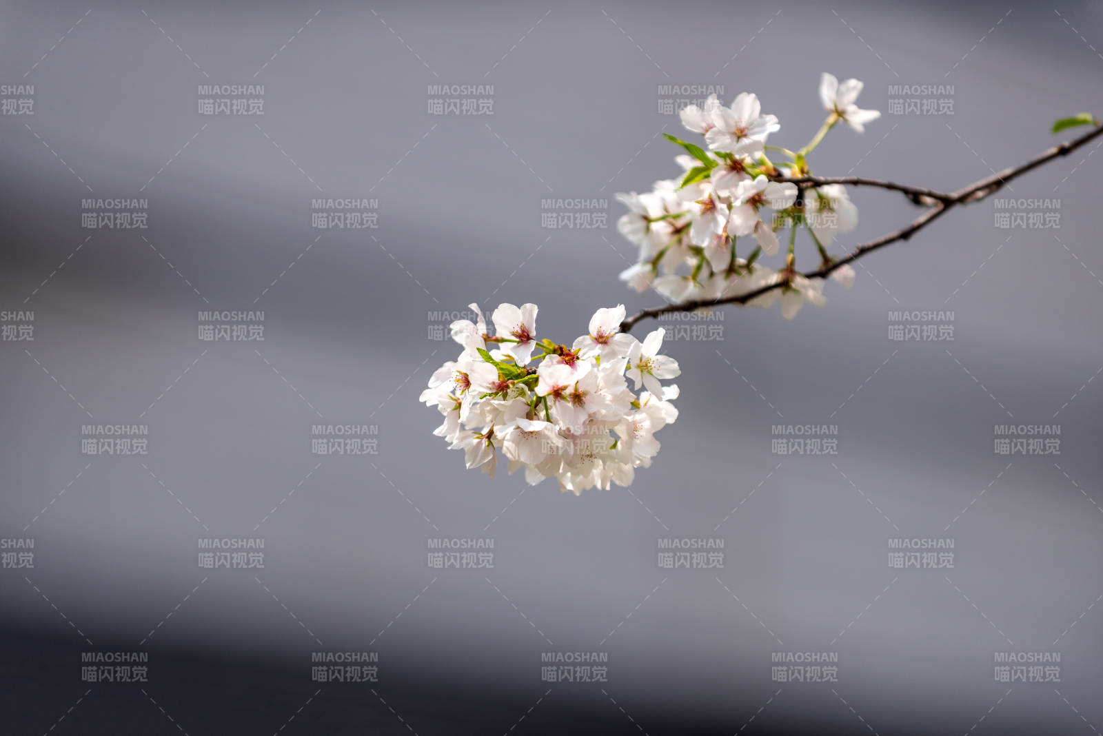 樱花绽放枝头图片