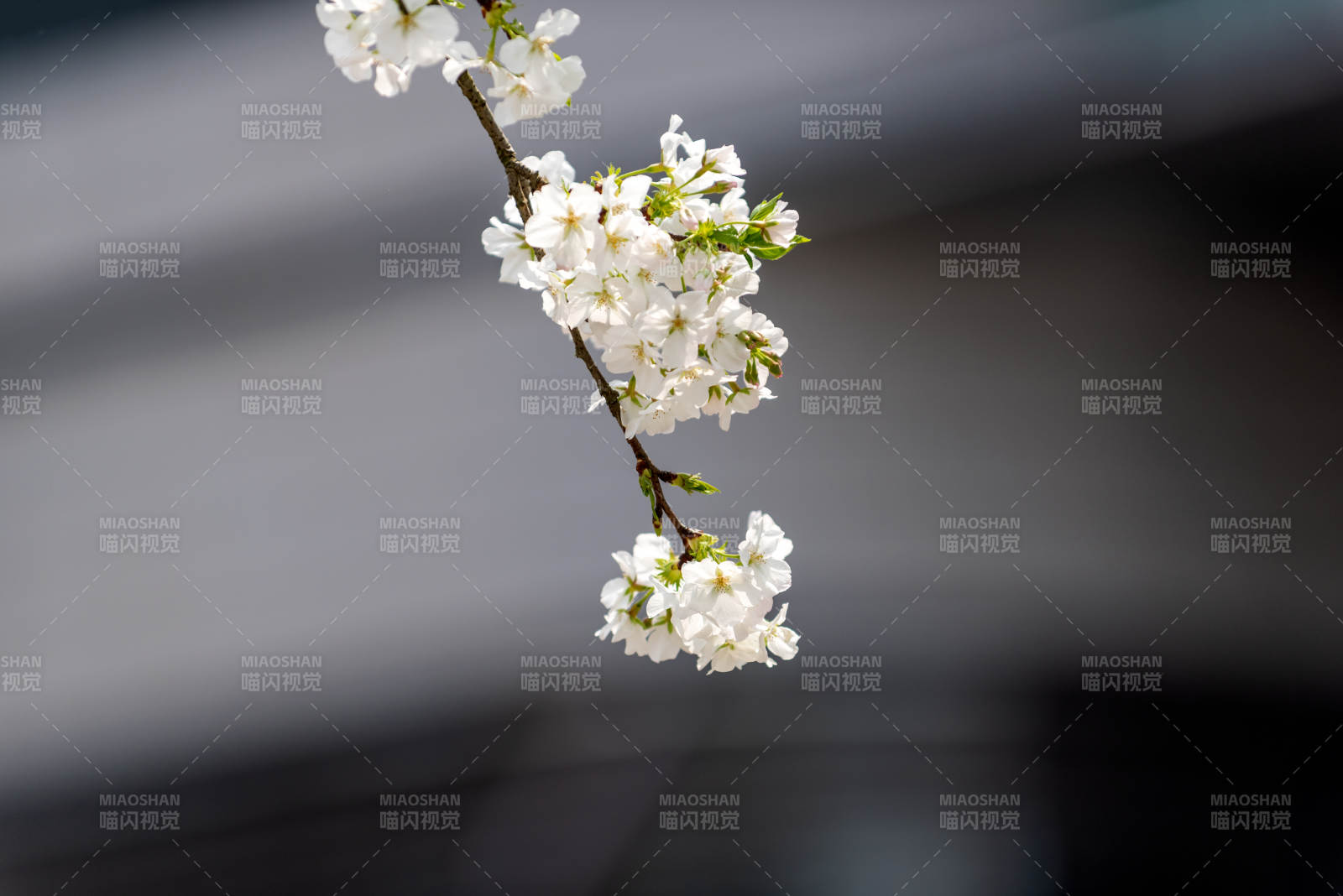 樱花绽放枝头图片