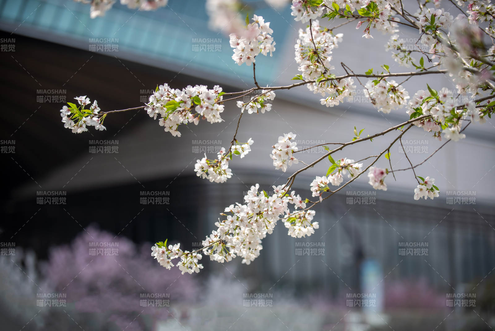 樱花绽放枝头图片