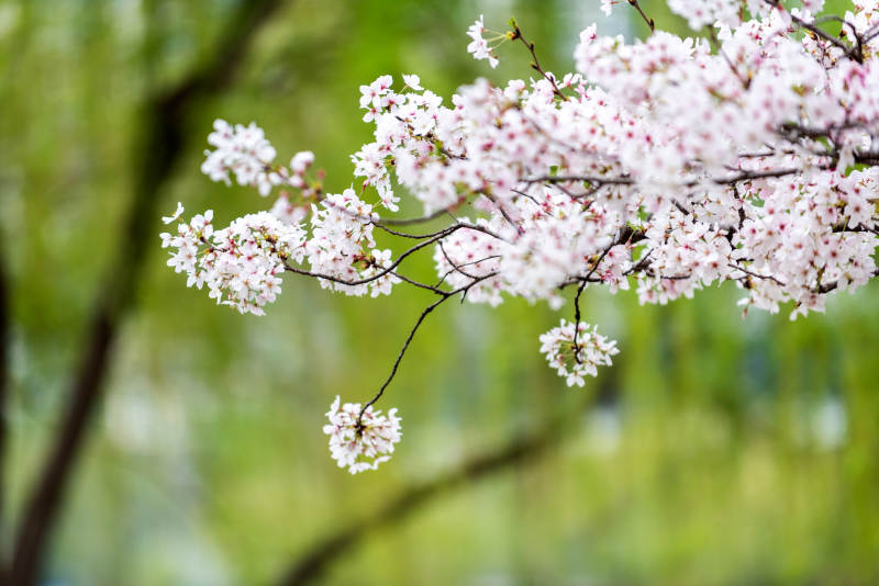 樱花绽放枝头图片