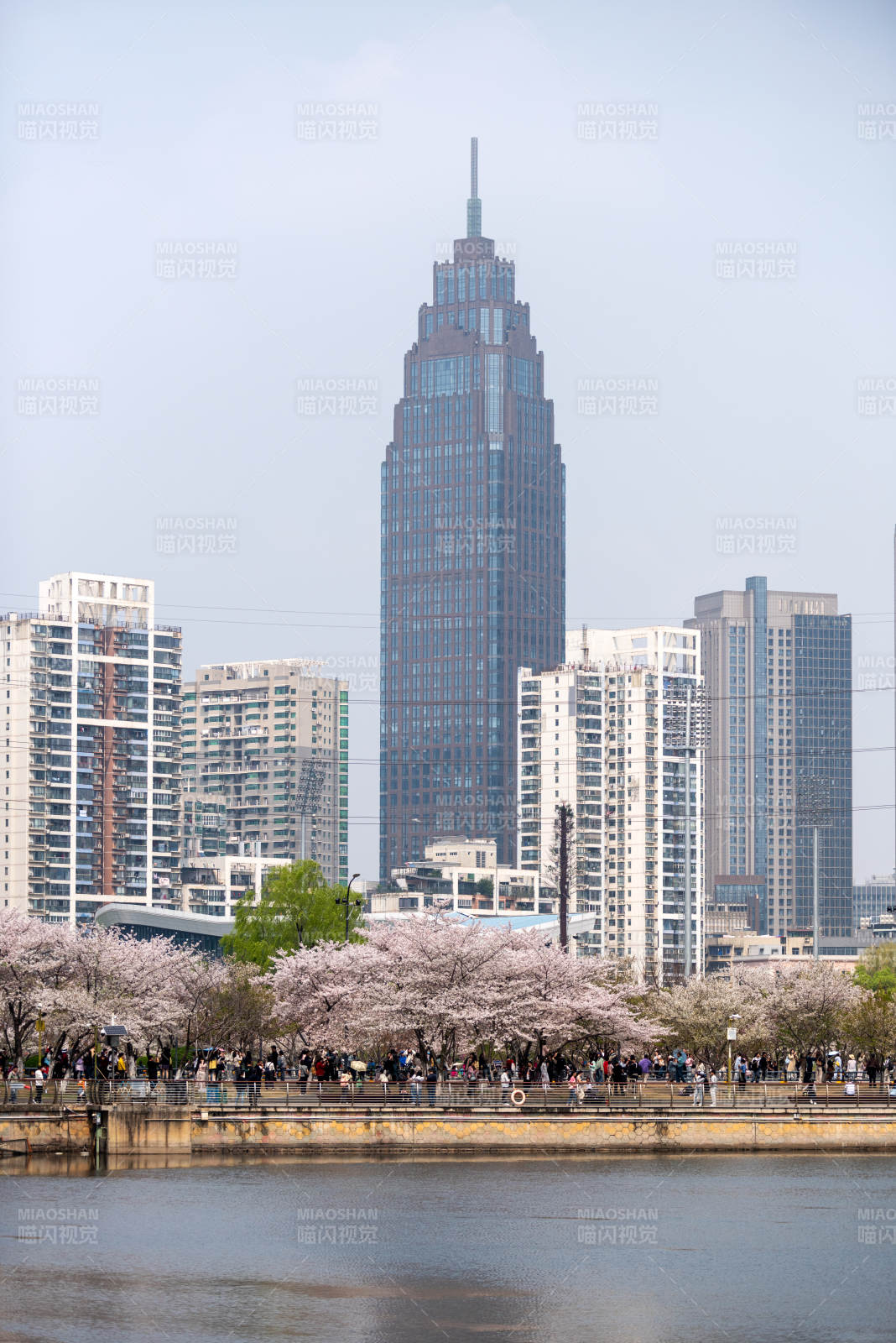 樱花映衬都市天际线图片