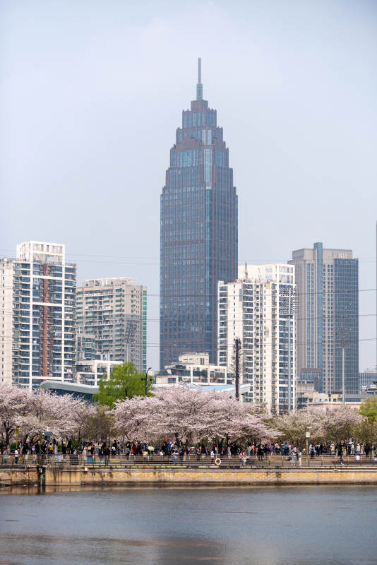 樱花映衬都市天际线图片