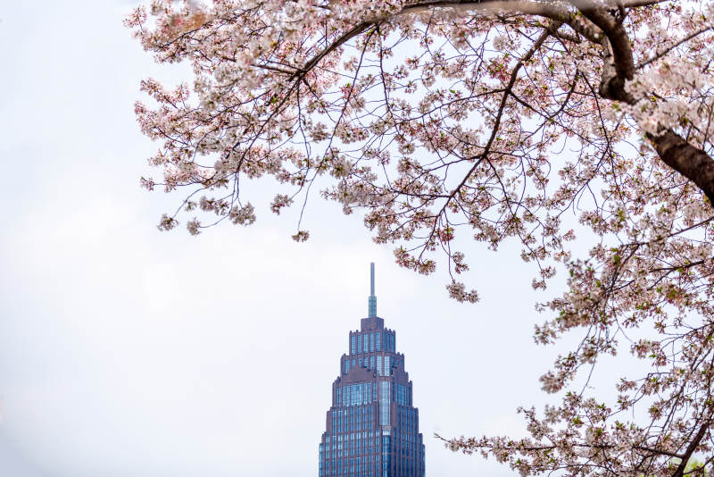 樱花映衬摩天楼图片