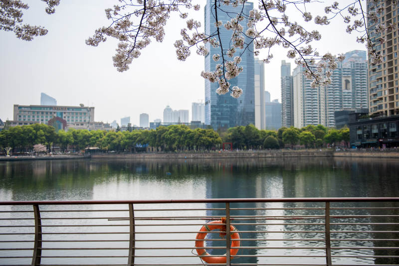 樱花映城景图片