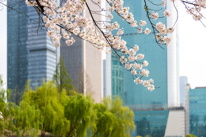 樱花与城市共舞图片