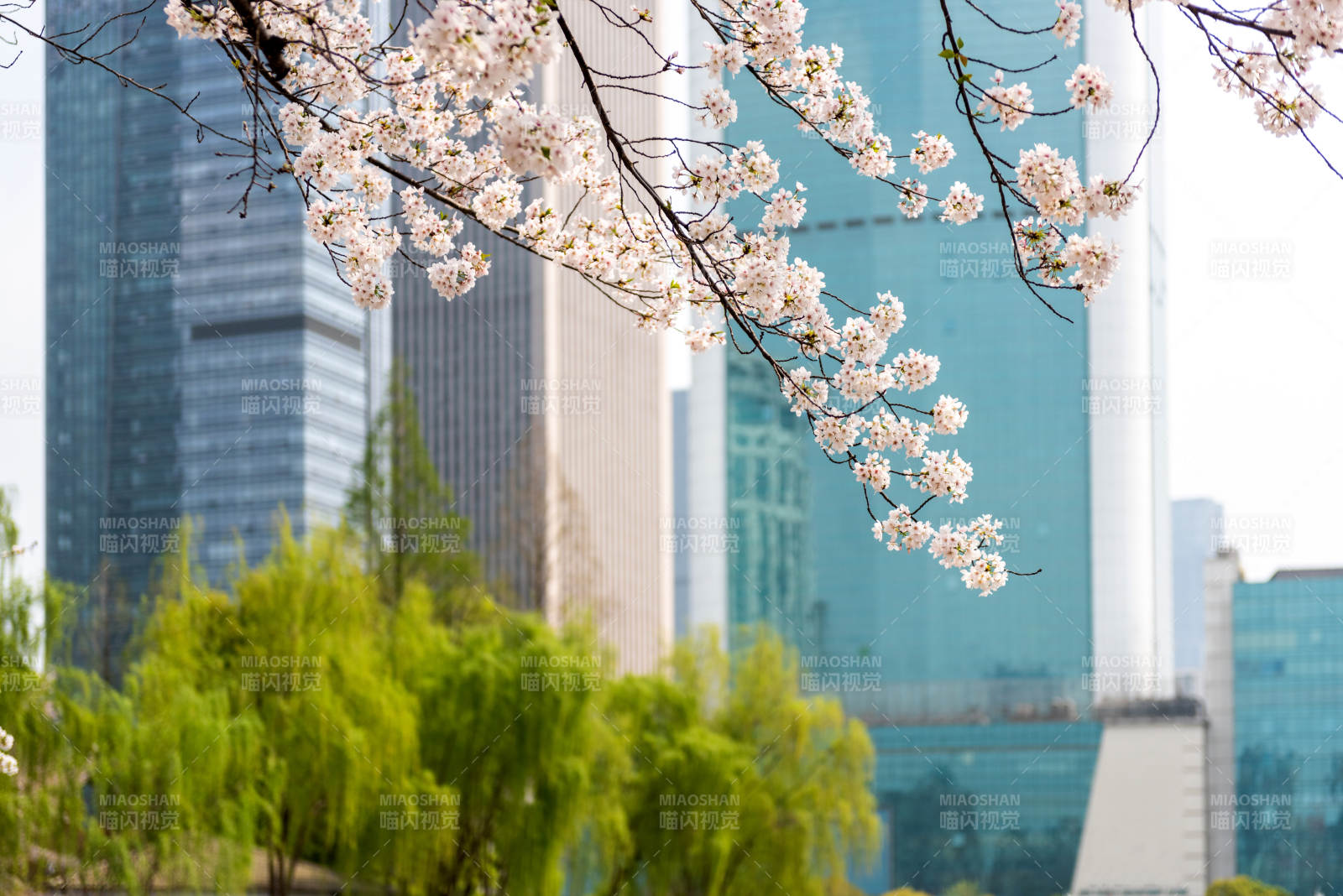樱花与城市共舞图片
