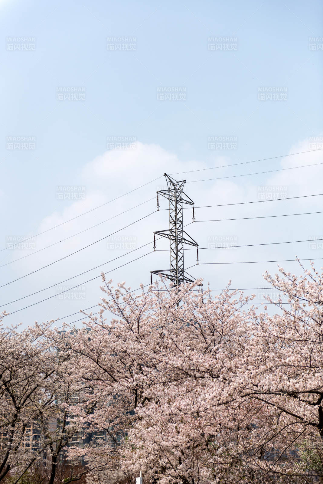 樱花与铁塔图片