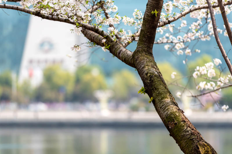 樱花绽放湖畔春景图片