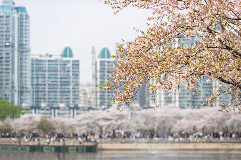 樱花盛开的城市景图片
