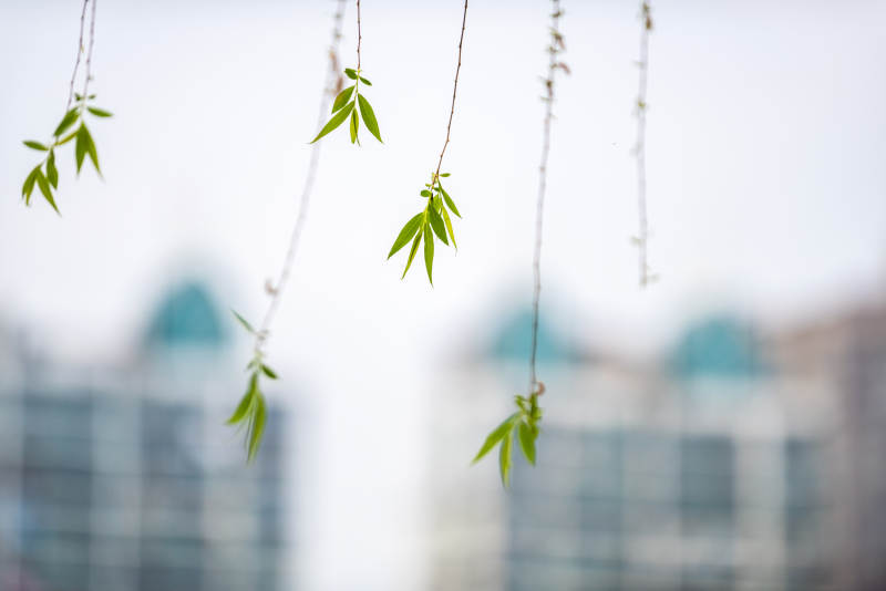 嫩叶垂枝春意浓图片