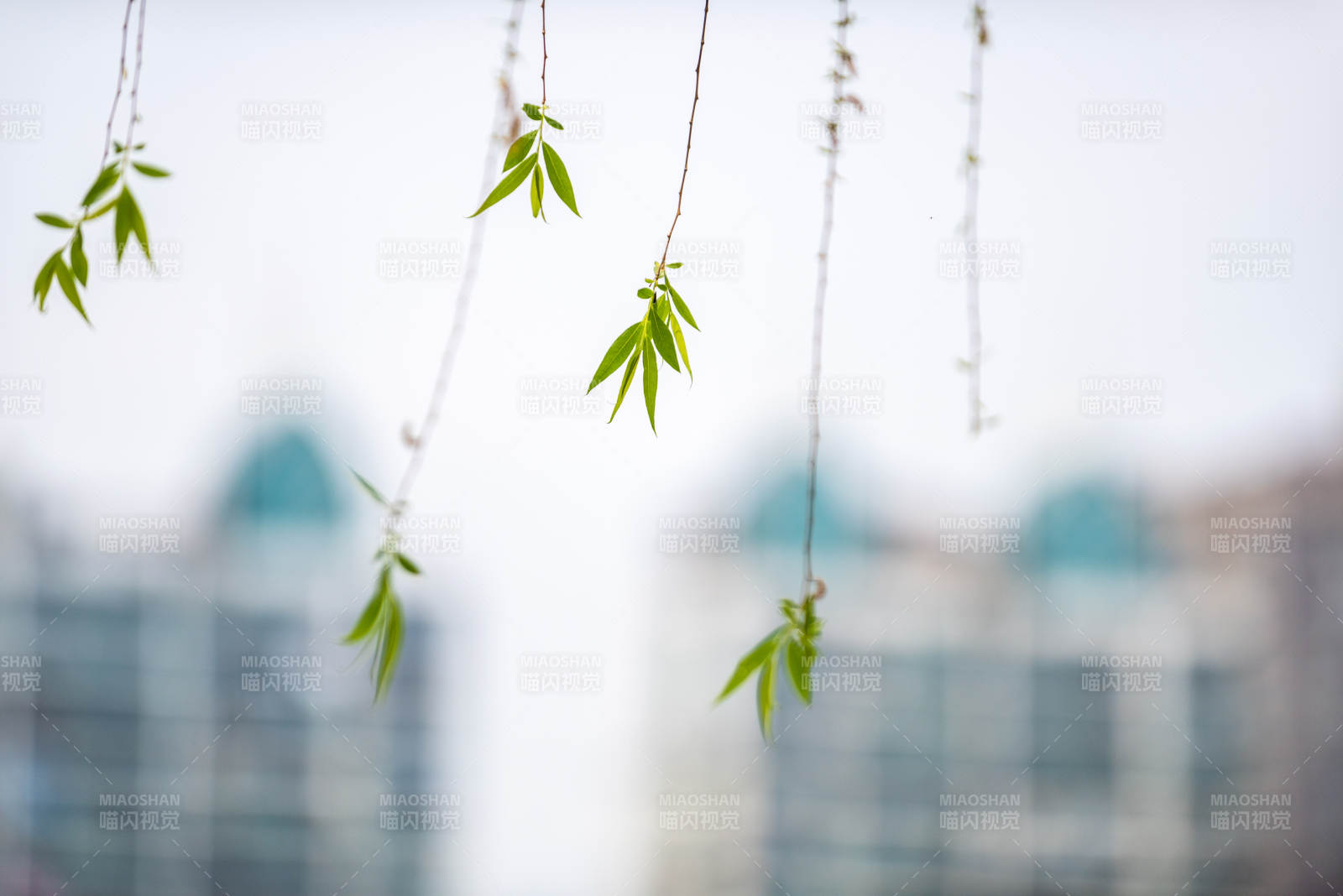 嫩叶垂枝春意浓图片