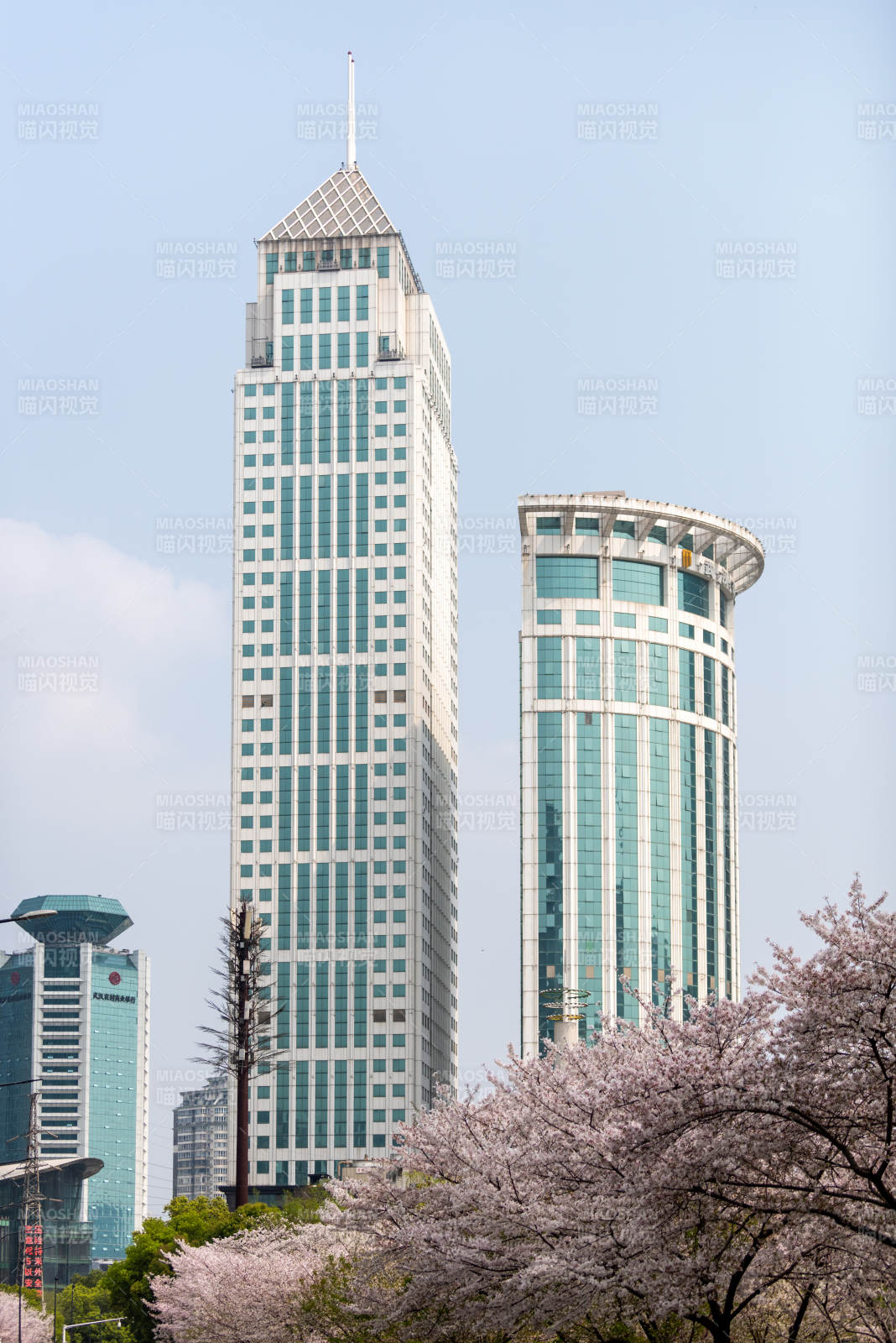 高楼林立春樱绽放图片