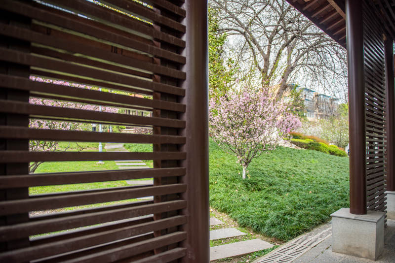 庭院春景 花树掩映图片