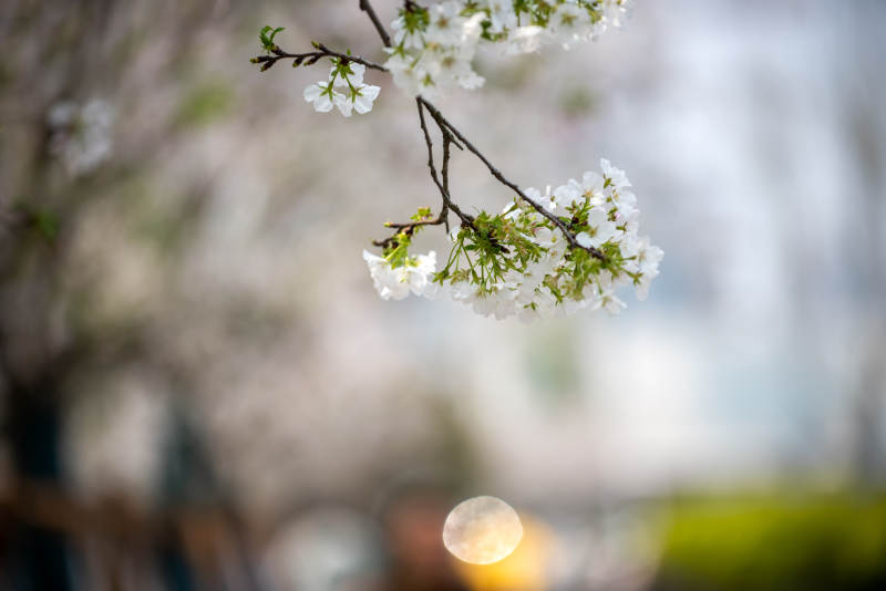 樱花绽放枝头图片