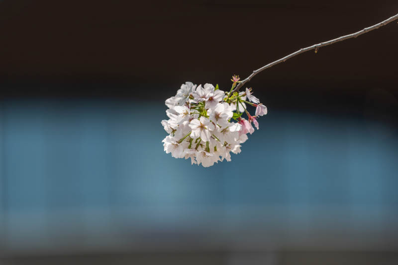 樱花绽放枝头图片