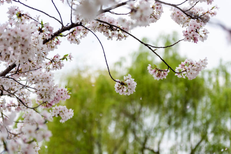 樱花绽放春意浓图片