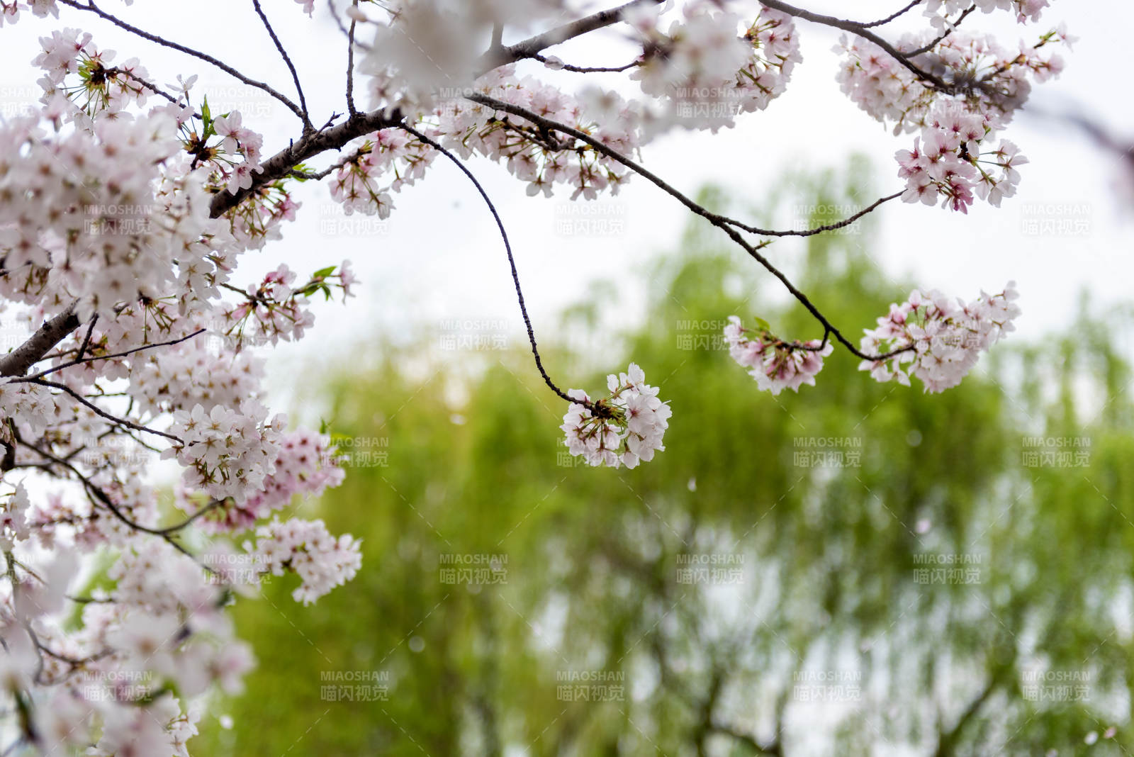 樱花绽放春意浓图片