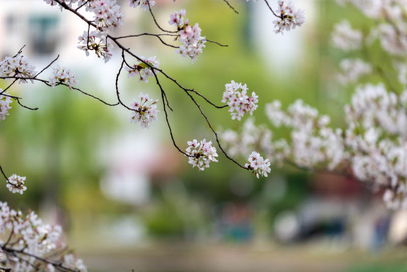 樱花绽放枝头图片