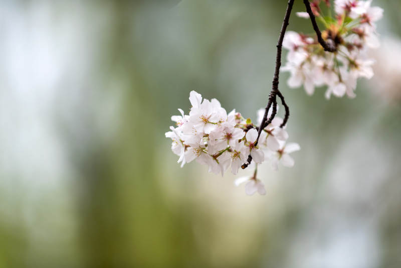 樱花绽放枝头图片