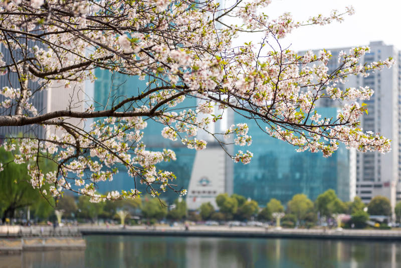 樱花映城景图片