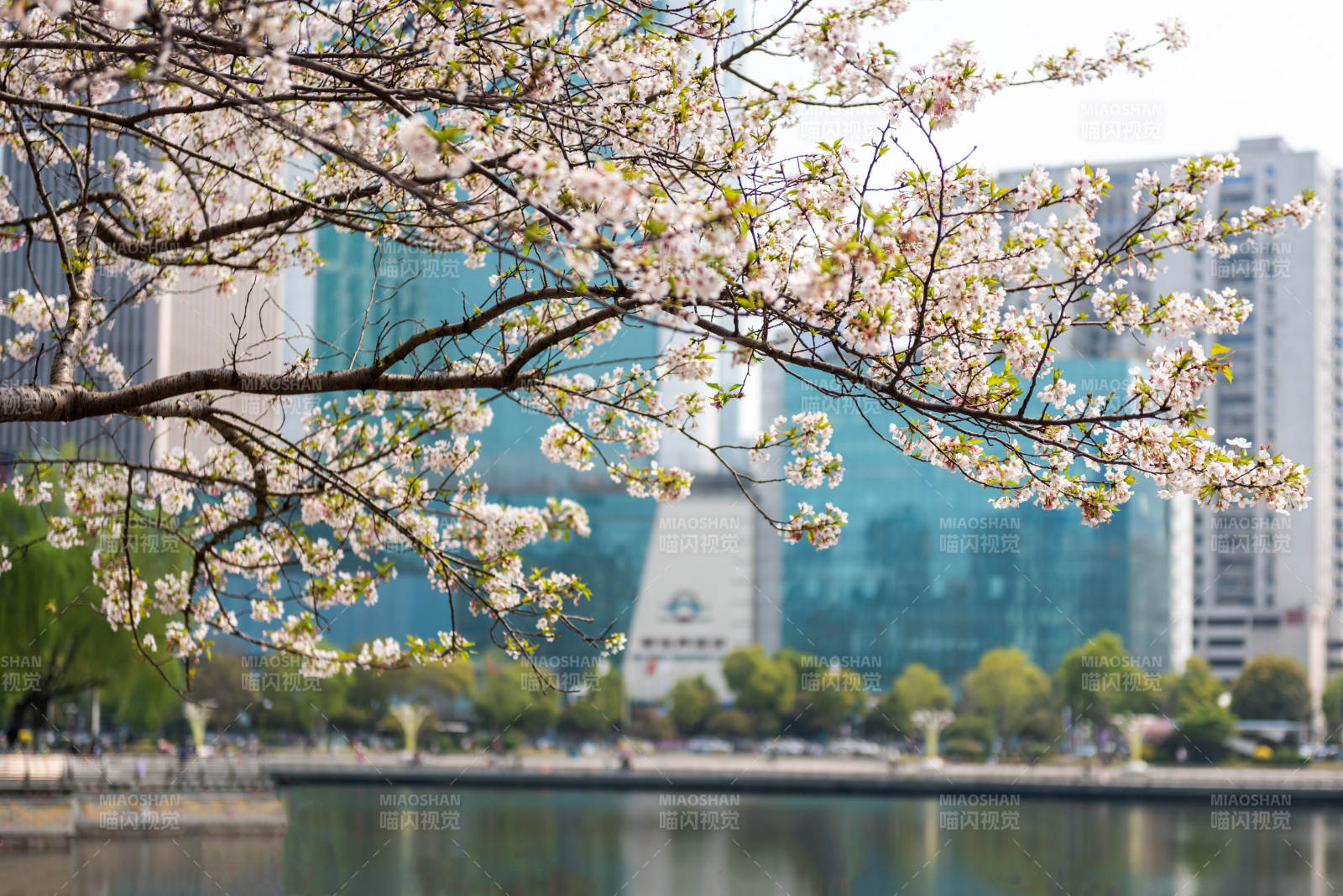 樱花映城景图片