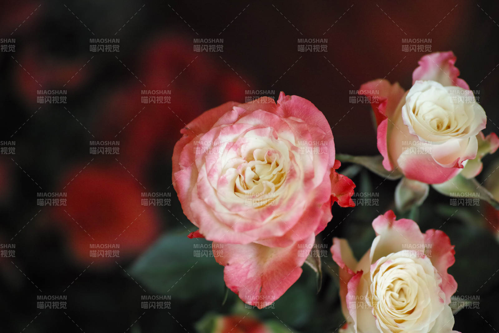 玫瑰绽放 美不胜收图片