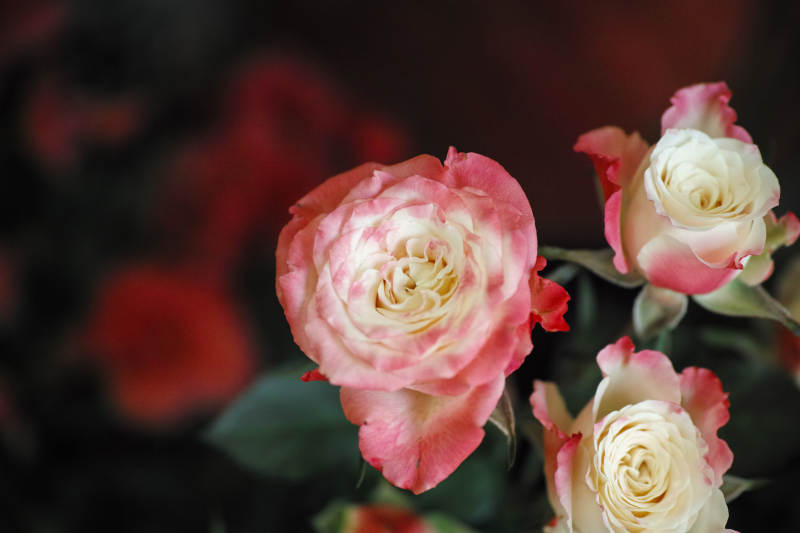 玫瑰绽放 美不胜收图片