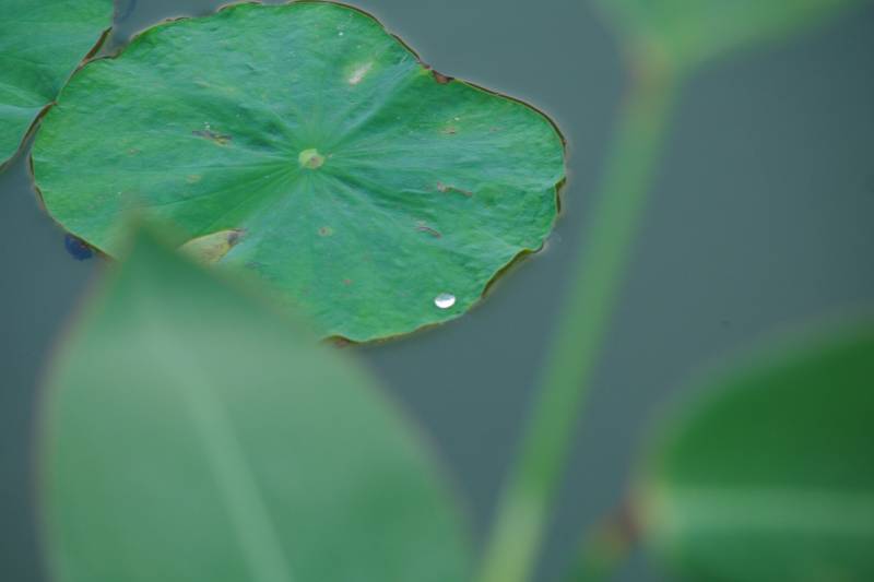 荷叶上的水珠图片
