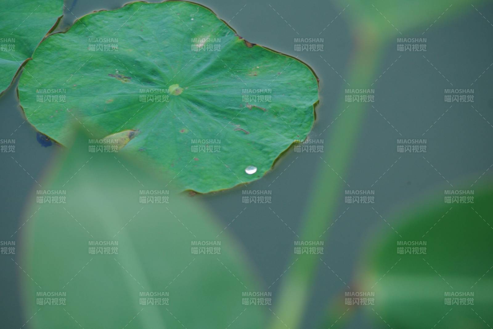 荷叶上的水珠图片