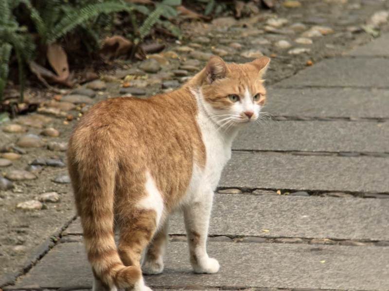 橙白猫在石板路上图片