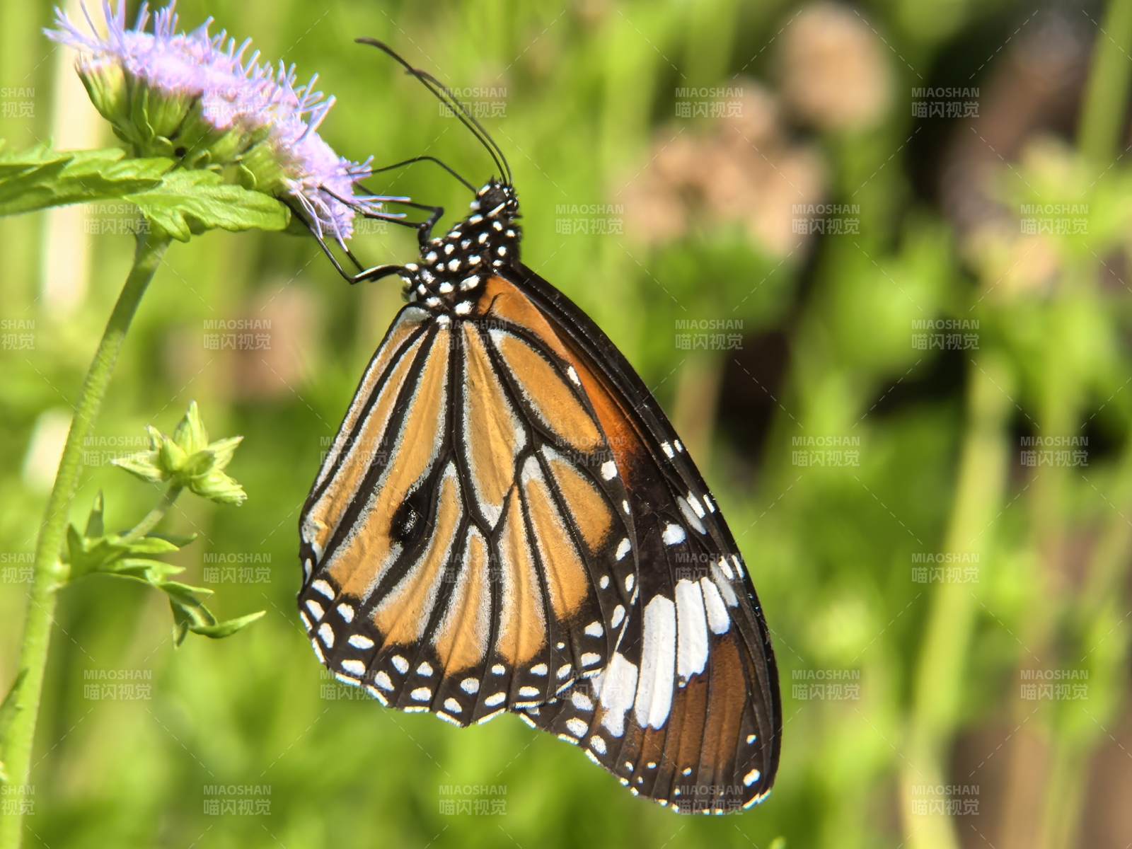 帝王蝶栖花图片