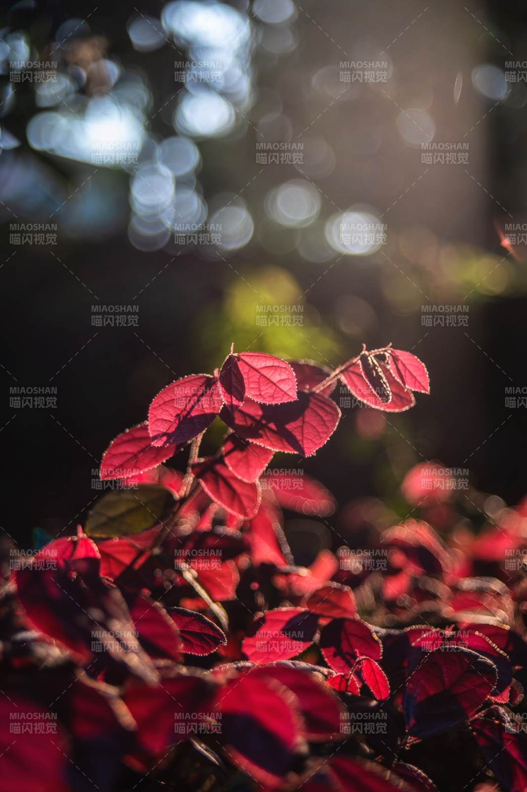 红叶映光图片