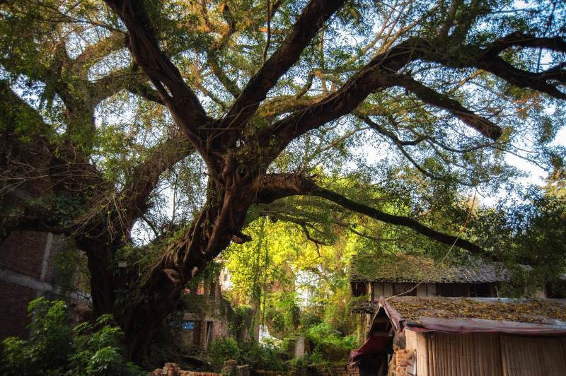 古树参天 绿意盎然图片