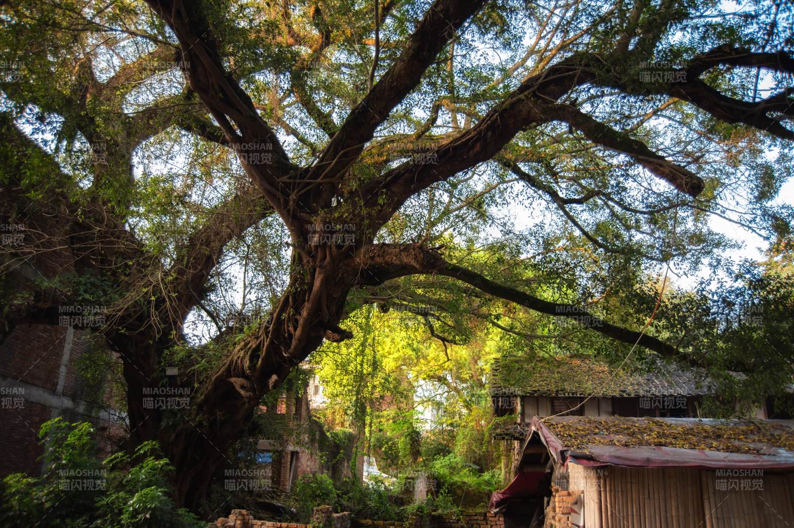 古树参天 绿意盎然图片