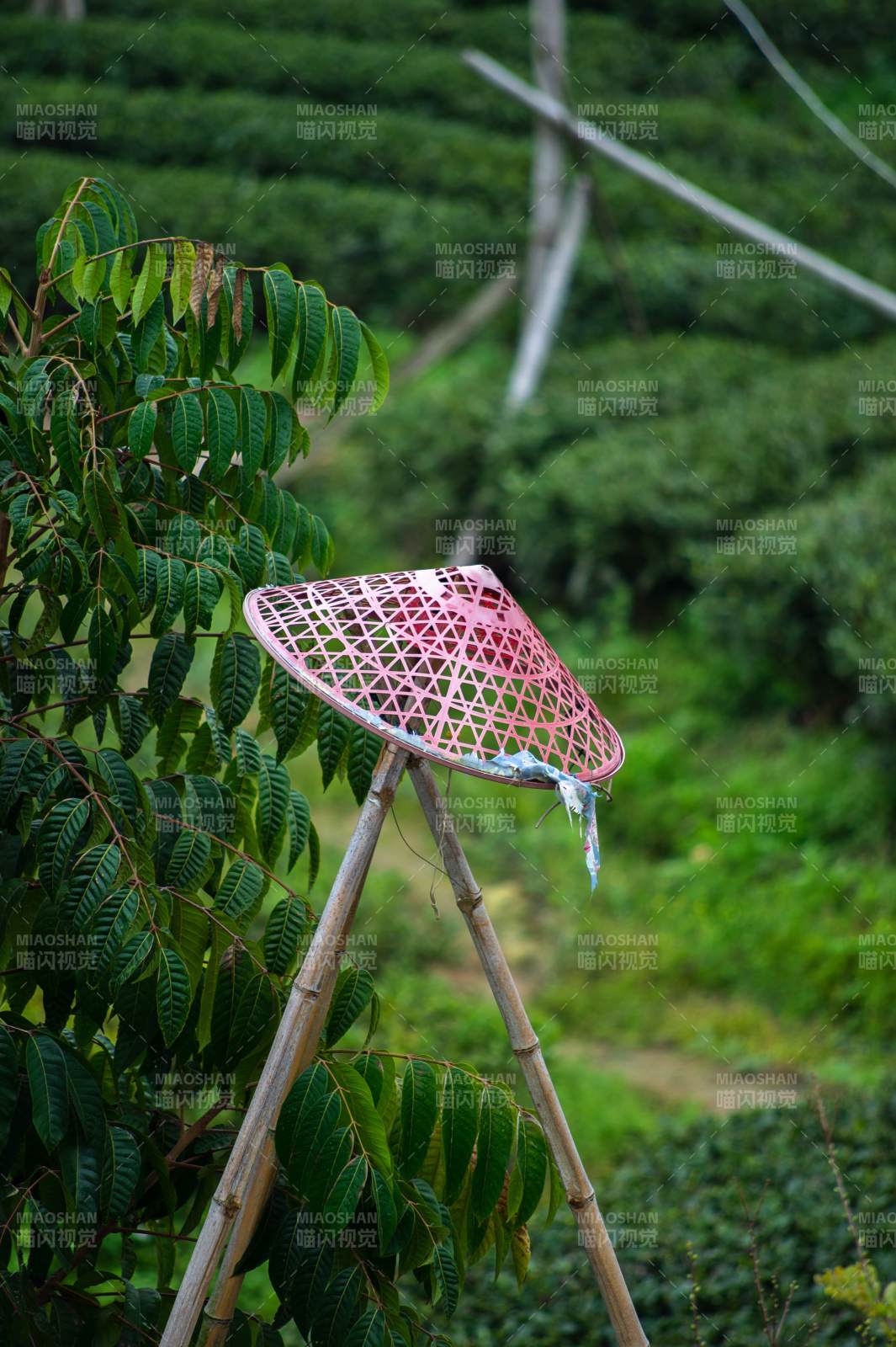 竹架上的粉红斗笠图片