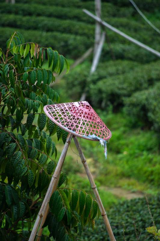 竹架上的粉红斗笠图片