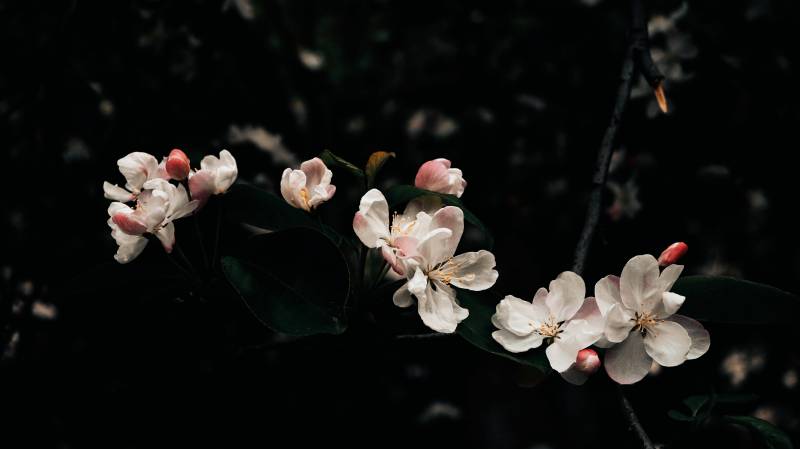 夜色中的花枝图片