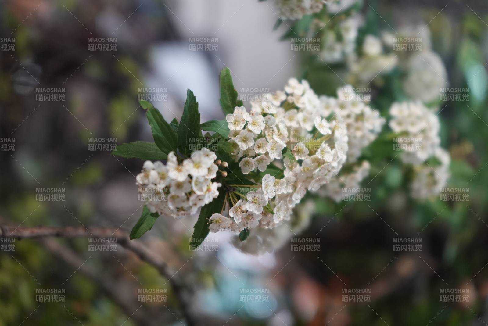 洁白小花绽放枝头图片