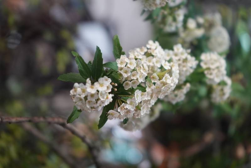 洁白小花绽放枝头图片