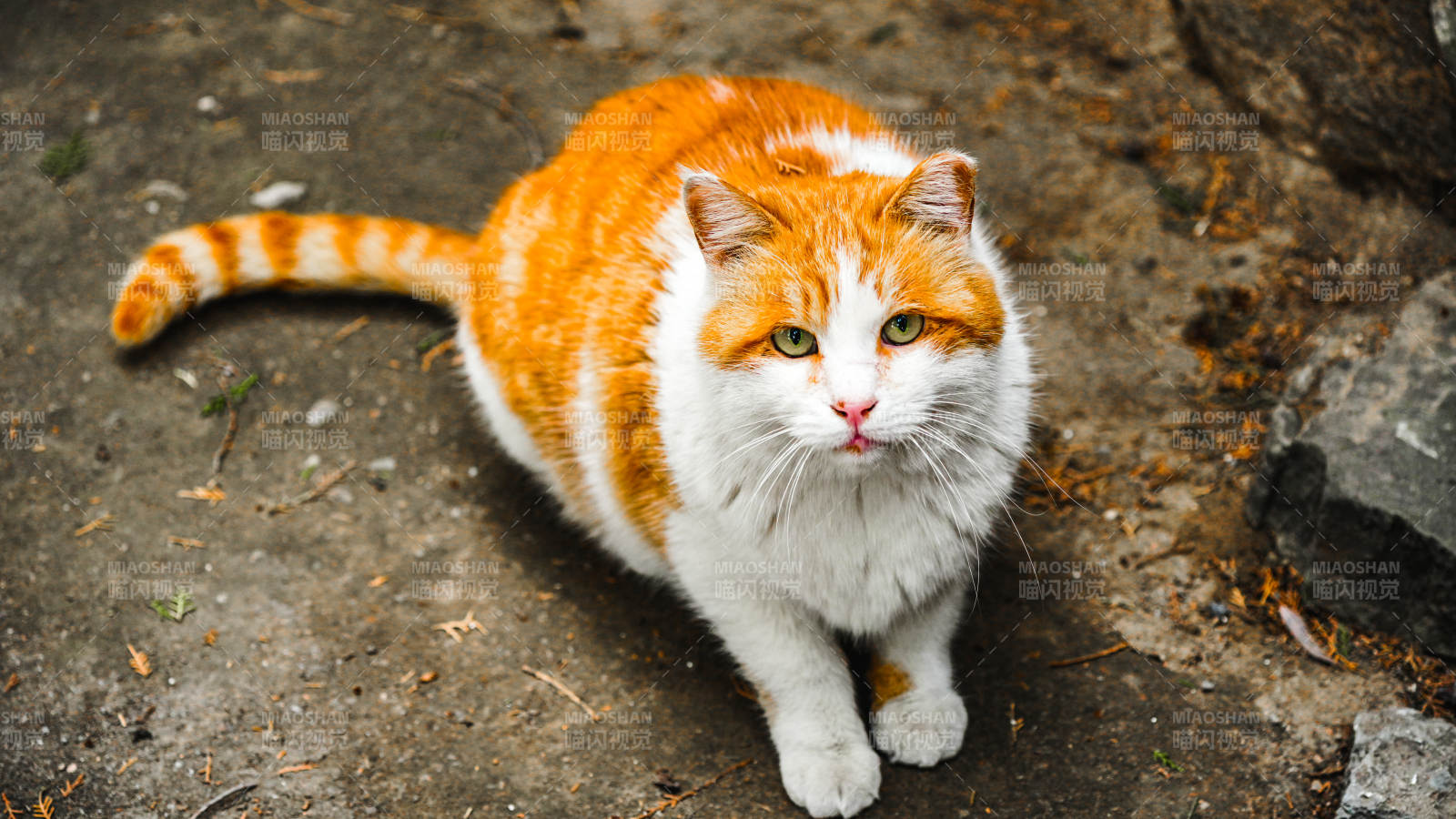 橙白猫凝视镜头图片