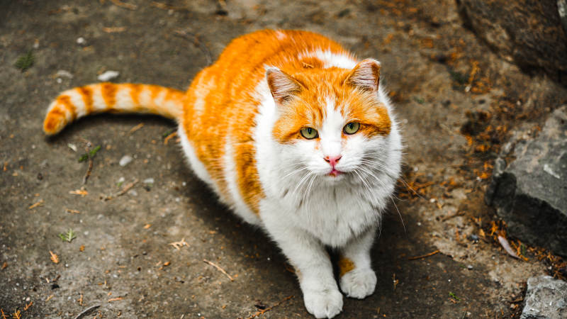 橙白猫凝视镜头图片