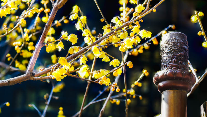 黄梅绽放枝头图片