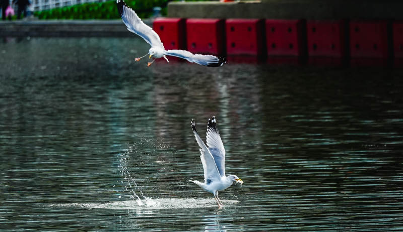 海鸥戏水飞翔图片