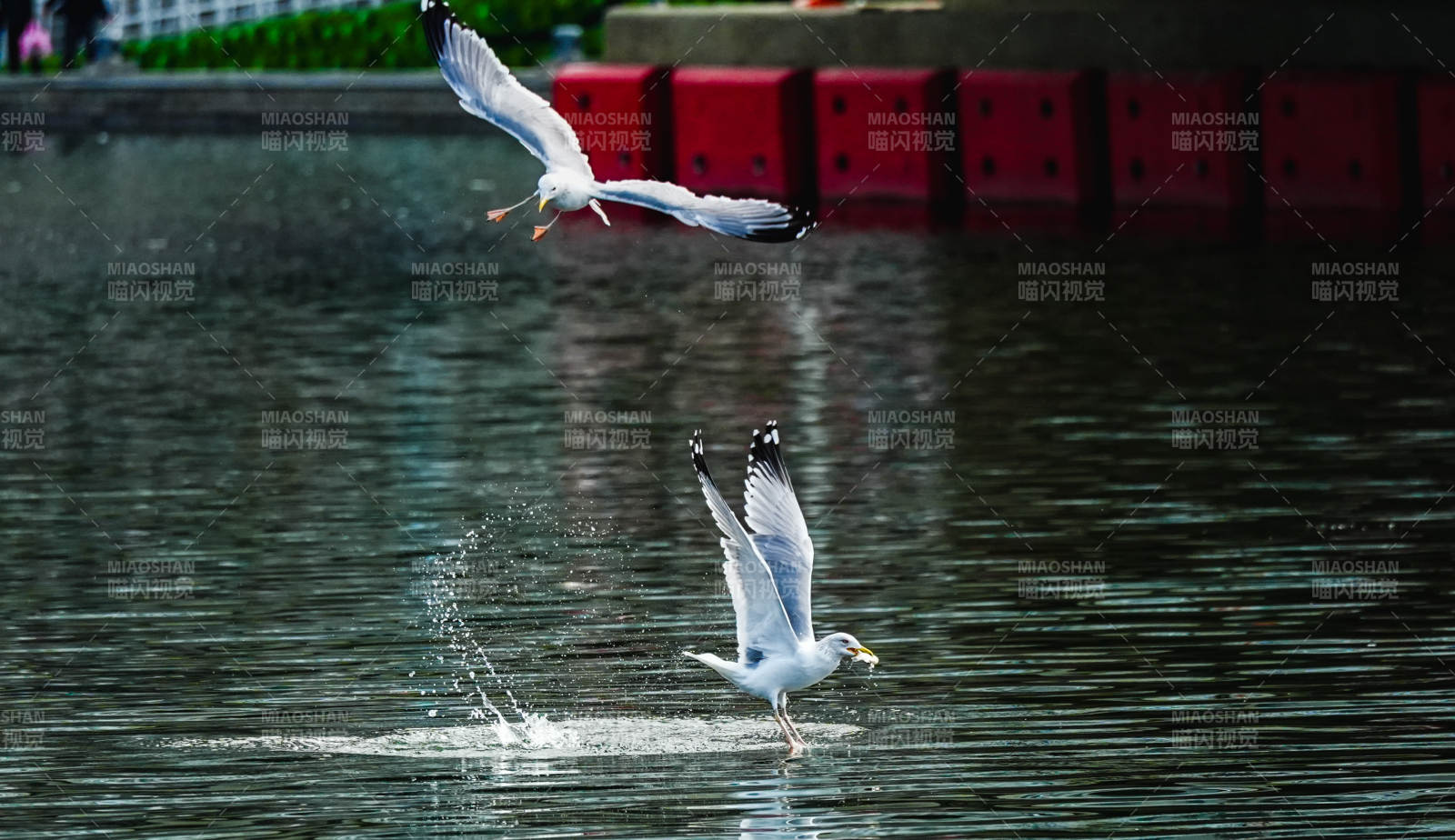 海鸥戏水飞翔图片