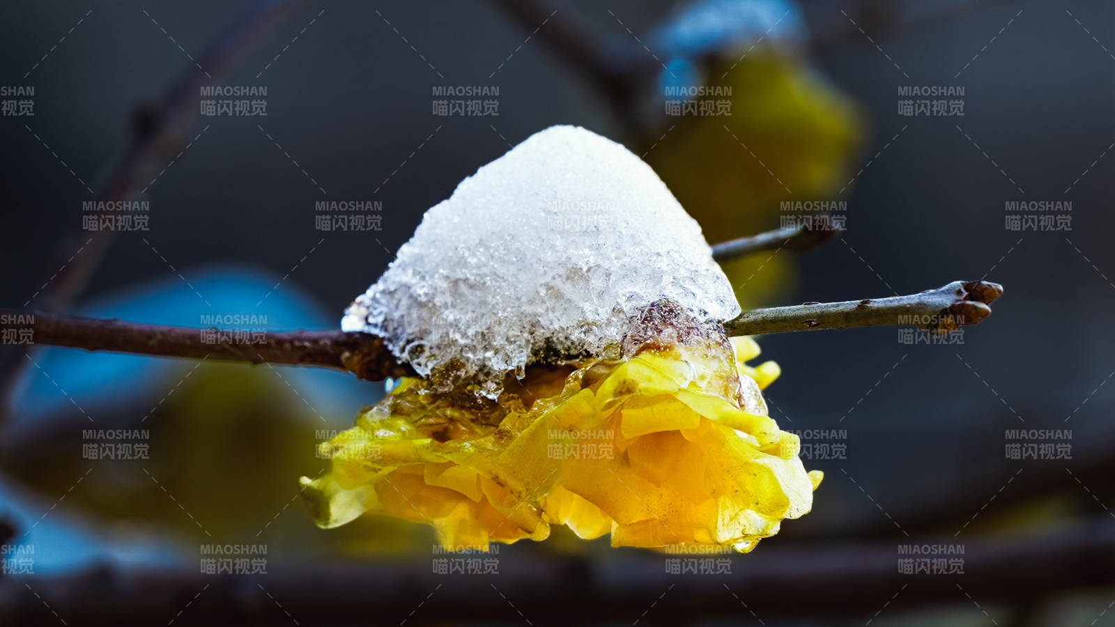 雪覆黄花枝头图片